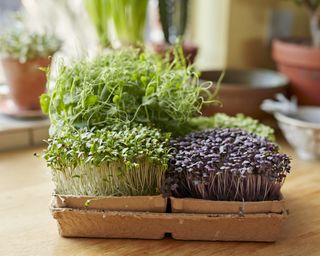 Microgreens growing in tray on wooden surface at home