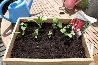 Sowing radish seeds in a large container