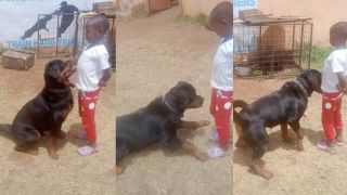 A rottweiler sits obediently for a small Kenyan boy 