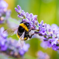 Bumblebee on lavender plant