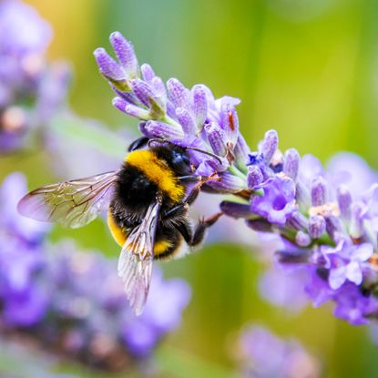 Bumblebee on lavender plant