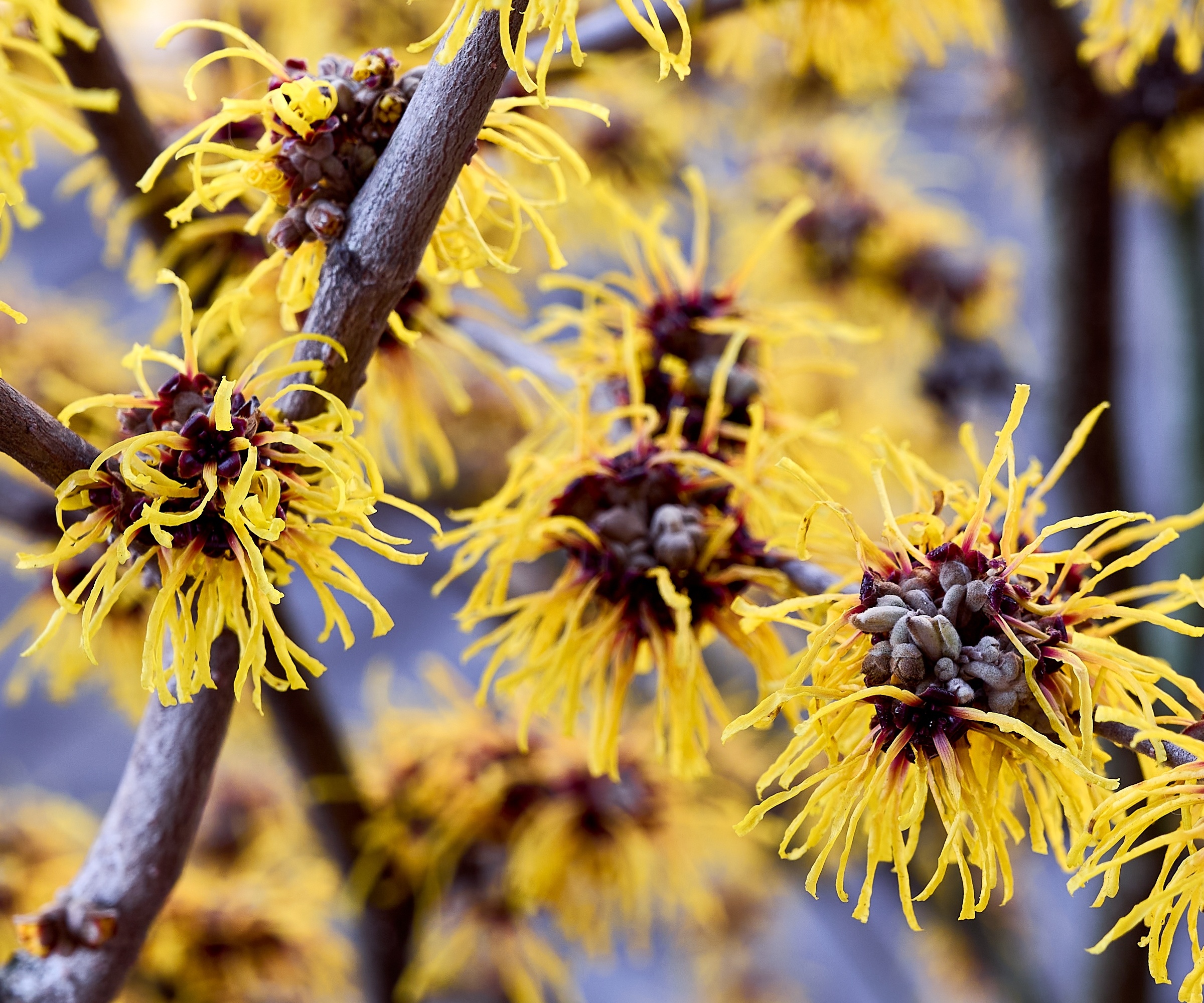 Delicate yellow flowers of American witch hazel
