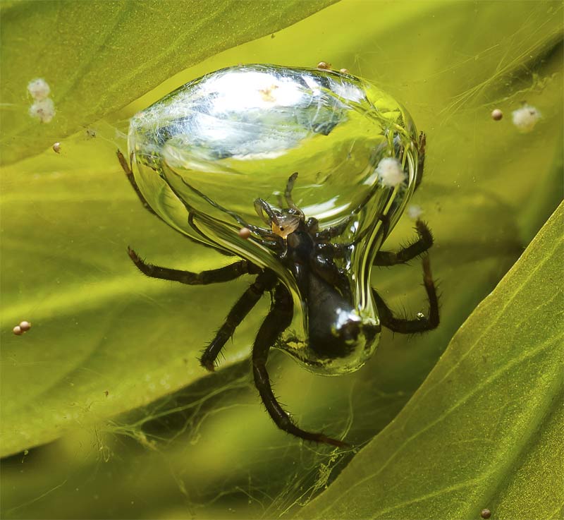 The Diving Bell Spider Encases Its Abdomen in an Air Bubble 
