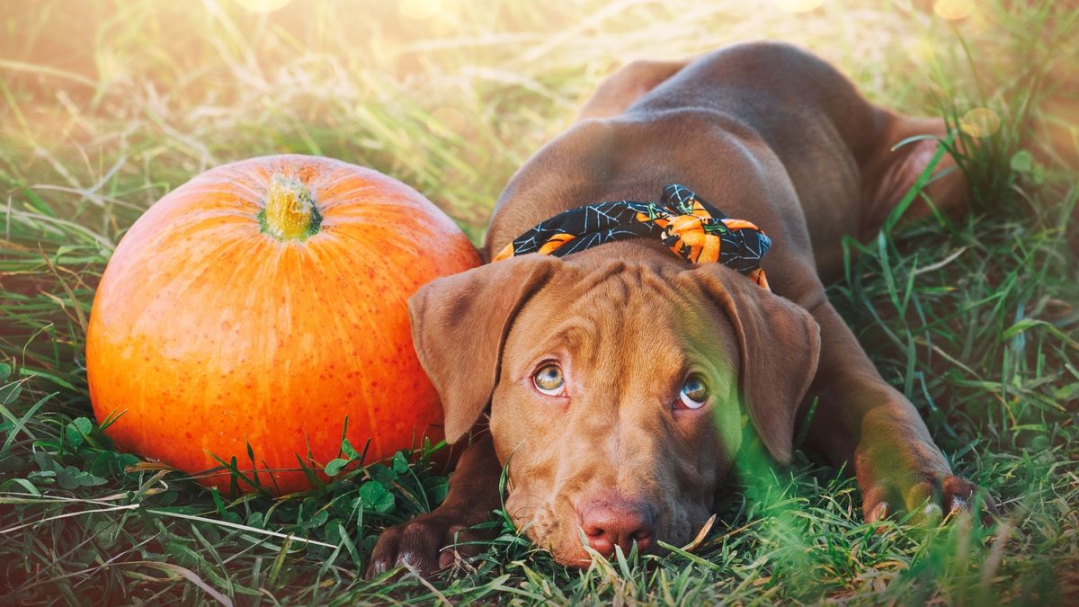 Puppy lying next to pumpkin