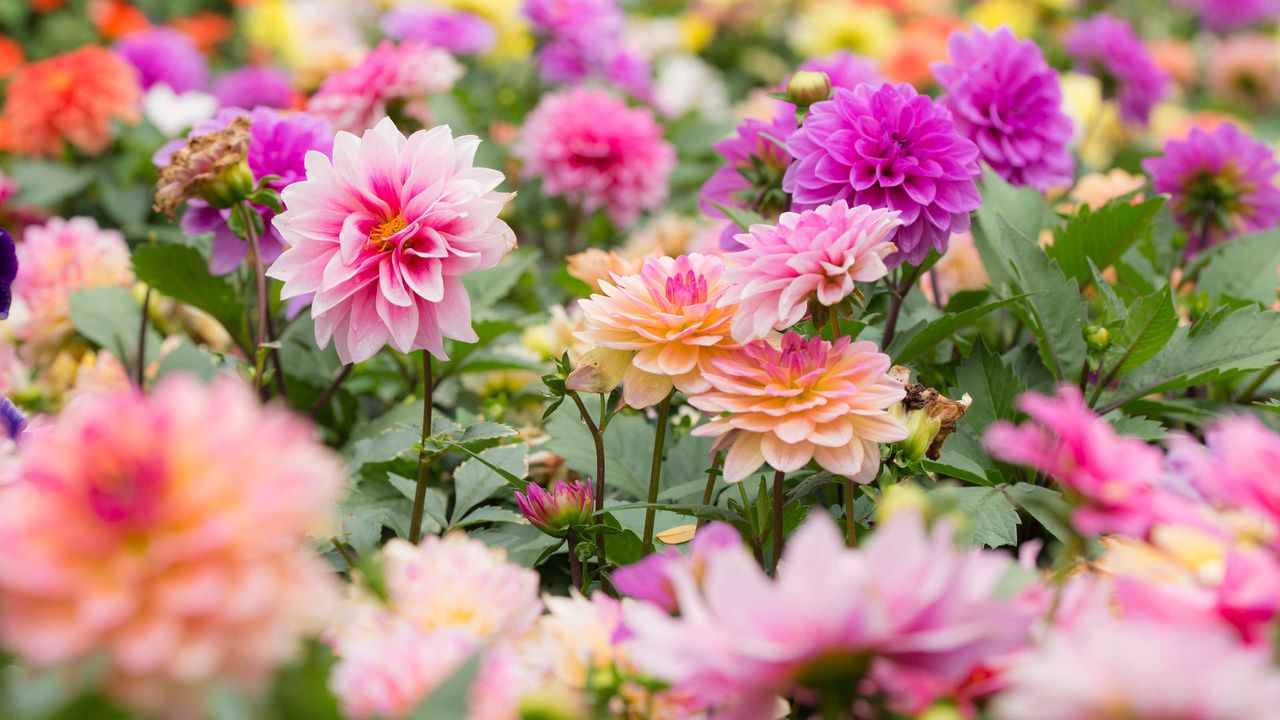 colorful dahlias