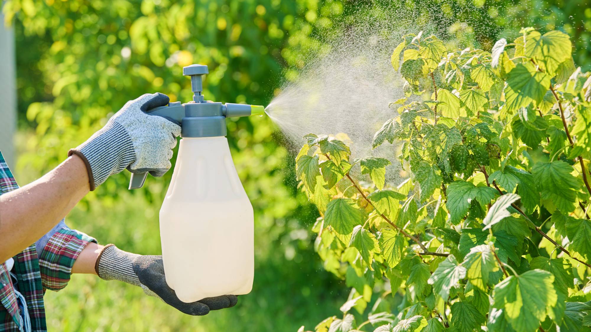 Fungicide being sprayed on black currant bush