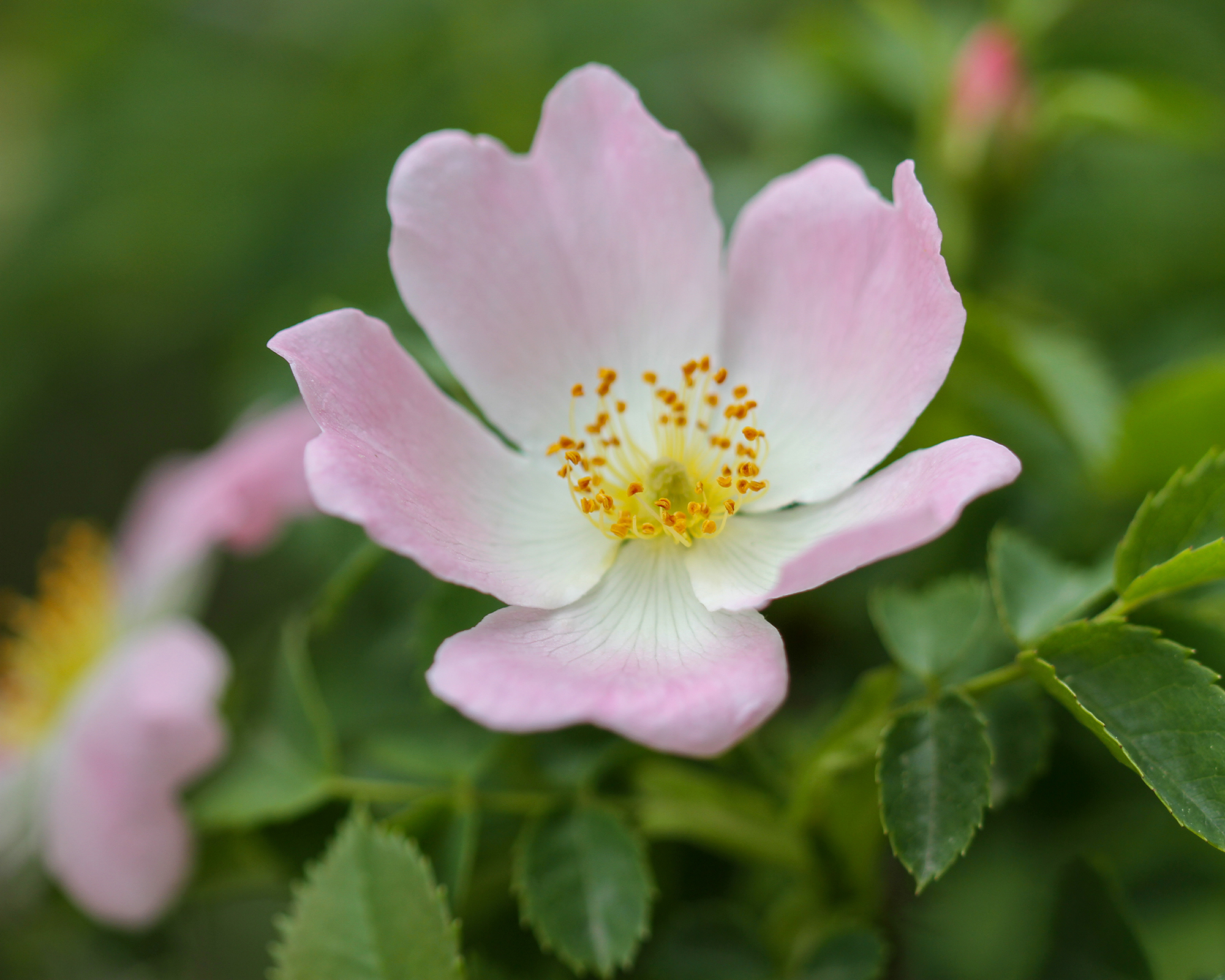 Woods rose