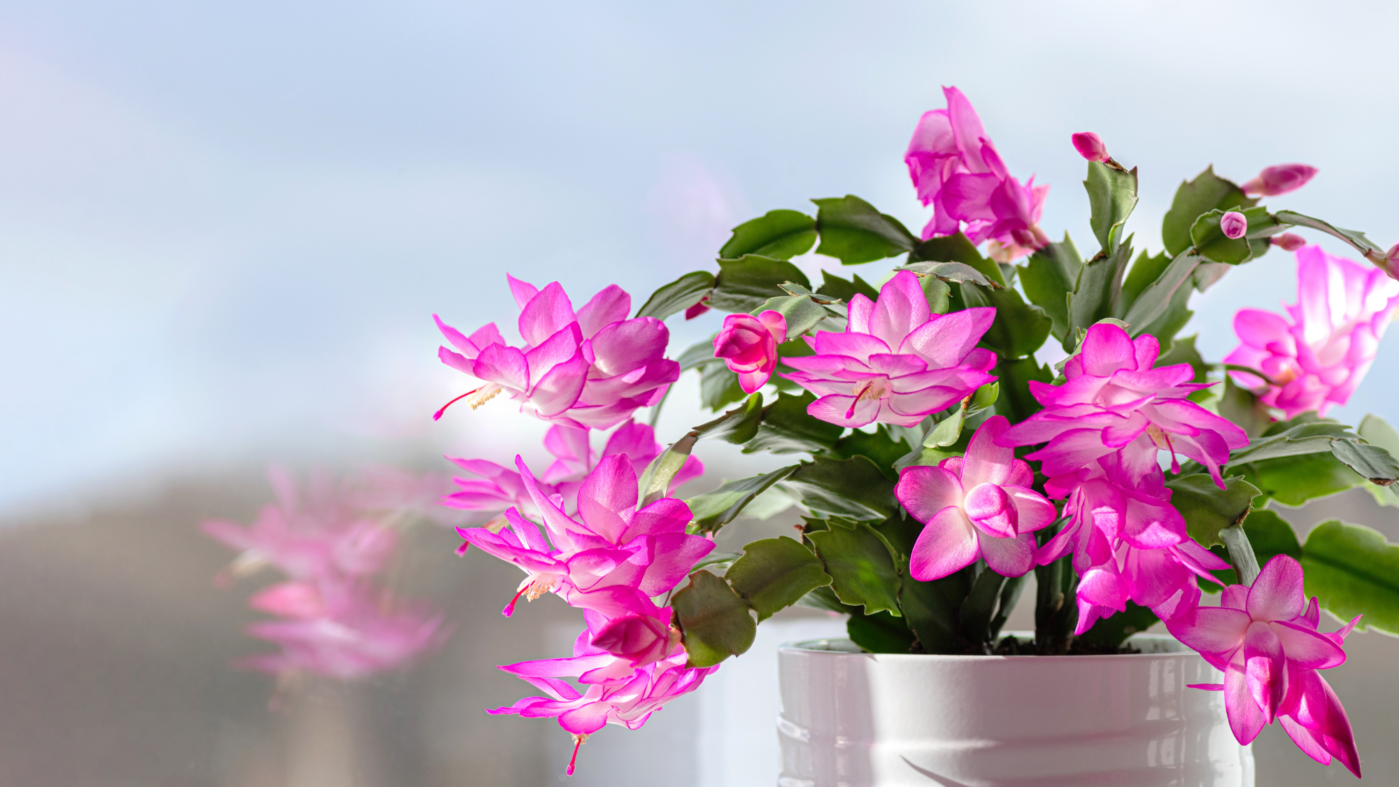 Thanksgiving cactus in bloom
