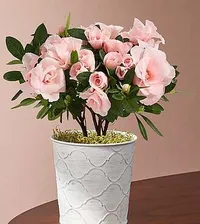 Flowers & Gifts: from $59 @ Flowers Fast
