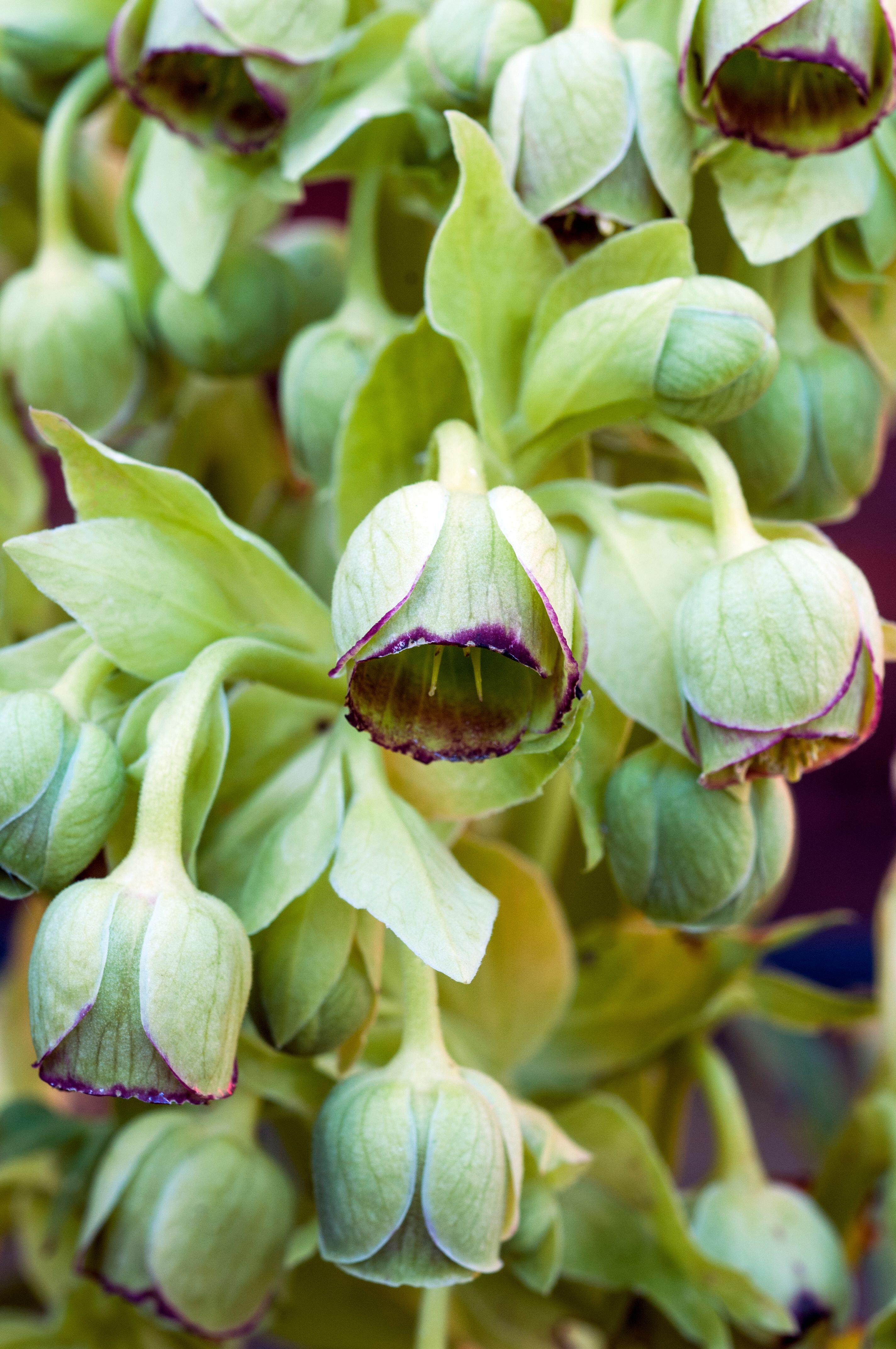Hellebore foetidus, also called stinking helleborus, has small green flowers with a deep purple red edge