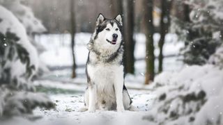 Alaskan malamute in snowy forest