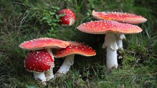 Fly Agaric mushrooms in green grass on a forest.