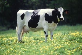 A cow in a field
