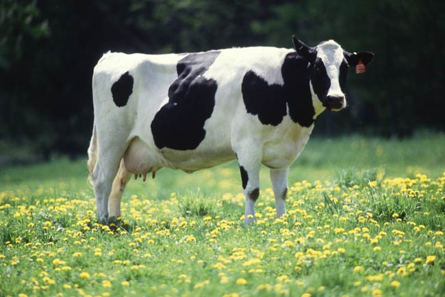 Do Cows Really Lie Down When It's About to Rain? | Live Science