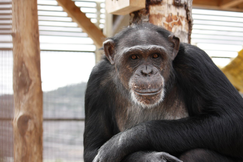 chimpanzees art, human society of the united states, medical research ethics