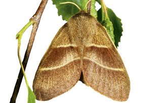 guide to identifying british moths