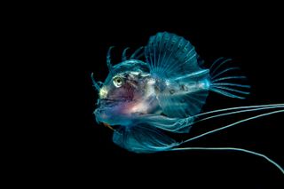 underwater photographer 2016, underwater photography contest