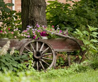 Flowers growing in an old wheelbarrow