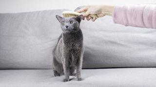 a Russian blue cat being brushed on the head