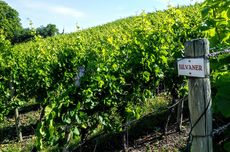 silvaner, jefford, franconia