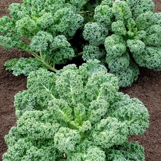 Curly Kale Seeds