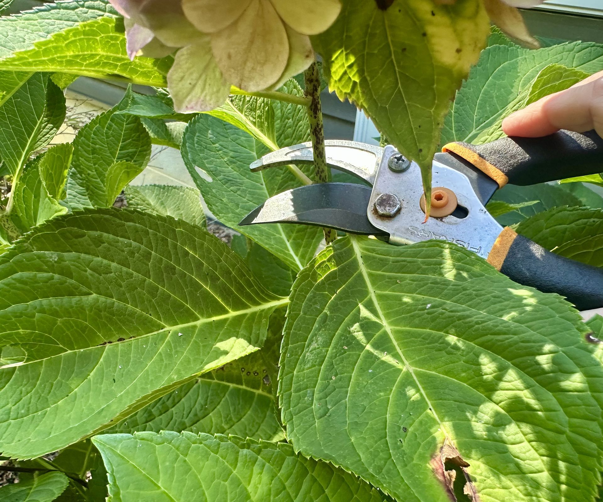 Deadheading hydrangea flower with Fiskars bypass pruners