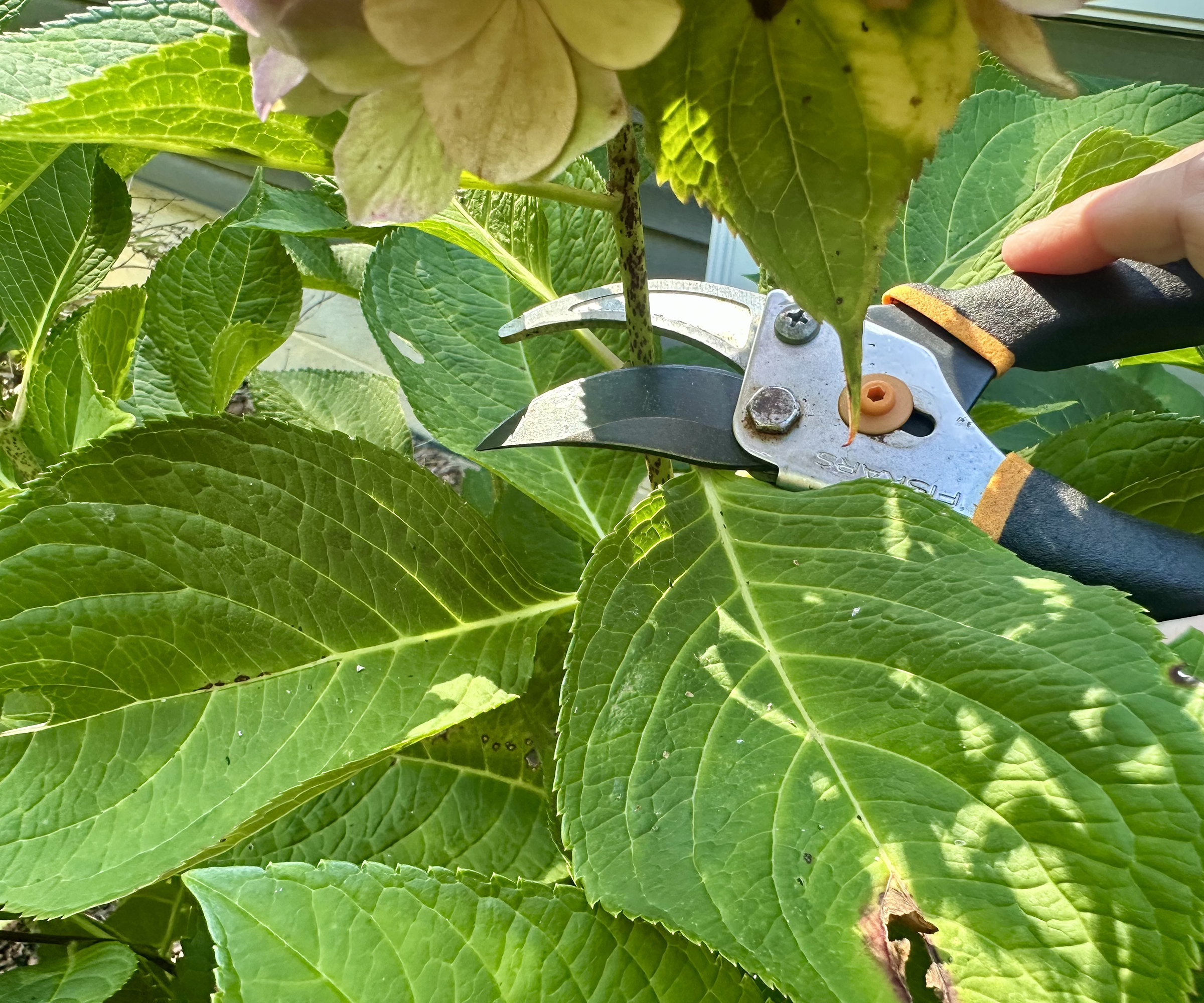 Deadheading hydrangea flower with Fiskars bypass pruners