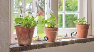 three ceramic pots on a windowsill with strawberry plants in them