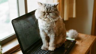 A grumpy looking cat atop a laptop.