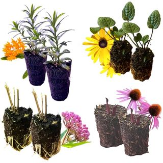 Pollinator Garden Live Plant Collection – 8 Perennial Live Plants | Butterfly Weed, Swamp Milkweed, Purple Coneflower & Black-Eyed Susan | Attract Monarchs, Bees & Hummingbirds | Native Perrenials