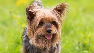 Close up of Yorkshire Terrier face