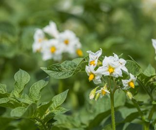 Flowers appearing on the top of potato plants in a vegetable garden