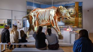 The exhibition features a life-size model of an African elephant—the largest living land animal. A video projection on one side of the African elephant model shows the skeleton of this massive mammal and provides an inside look at how it processes the huge amount of food it eats—about 300–500 pounds per day—and elephant gestation, which can last for nearly two years, longer than any other living mammal.