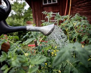 Watering tomato plants in the garden with a watering can.