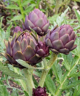 Violet De Provence globe artichokes that are ripe and ready for harvest
