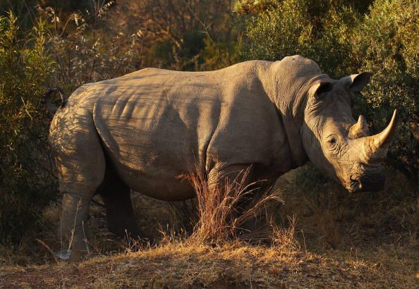 A white rhino.