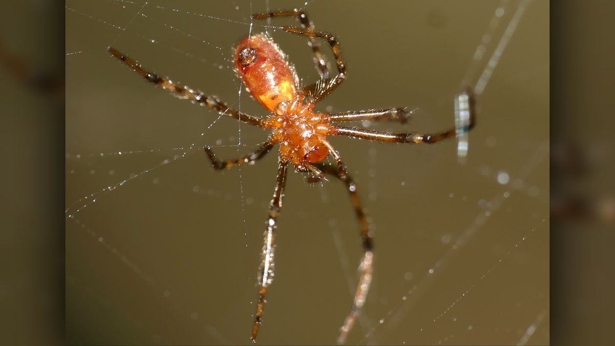 Păianjenii vânează sute de pradă
