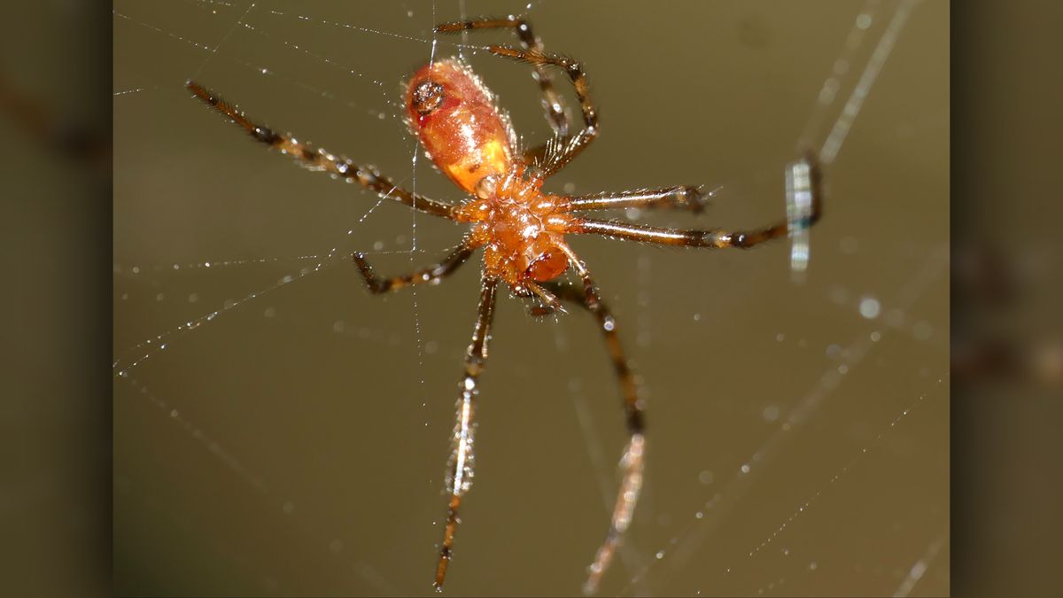 クモは餌を取り除くために数百匹の群れを建てて狩ります。