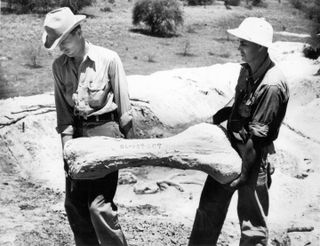 During the Great Depression, the Works Progress Administration paid folks to collect and preserve fossils in Texas. Here, Glen Evans (left), who managed much of this WPA project, is shown carrying a fossil in a field jacket with a worker.