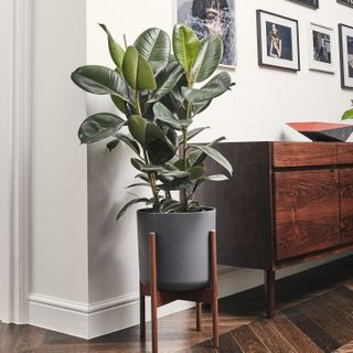 patch plants rubber plant in stand