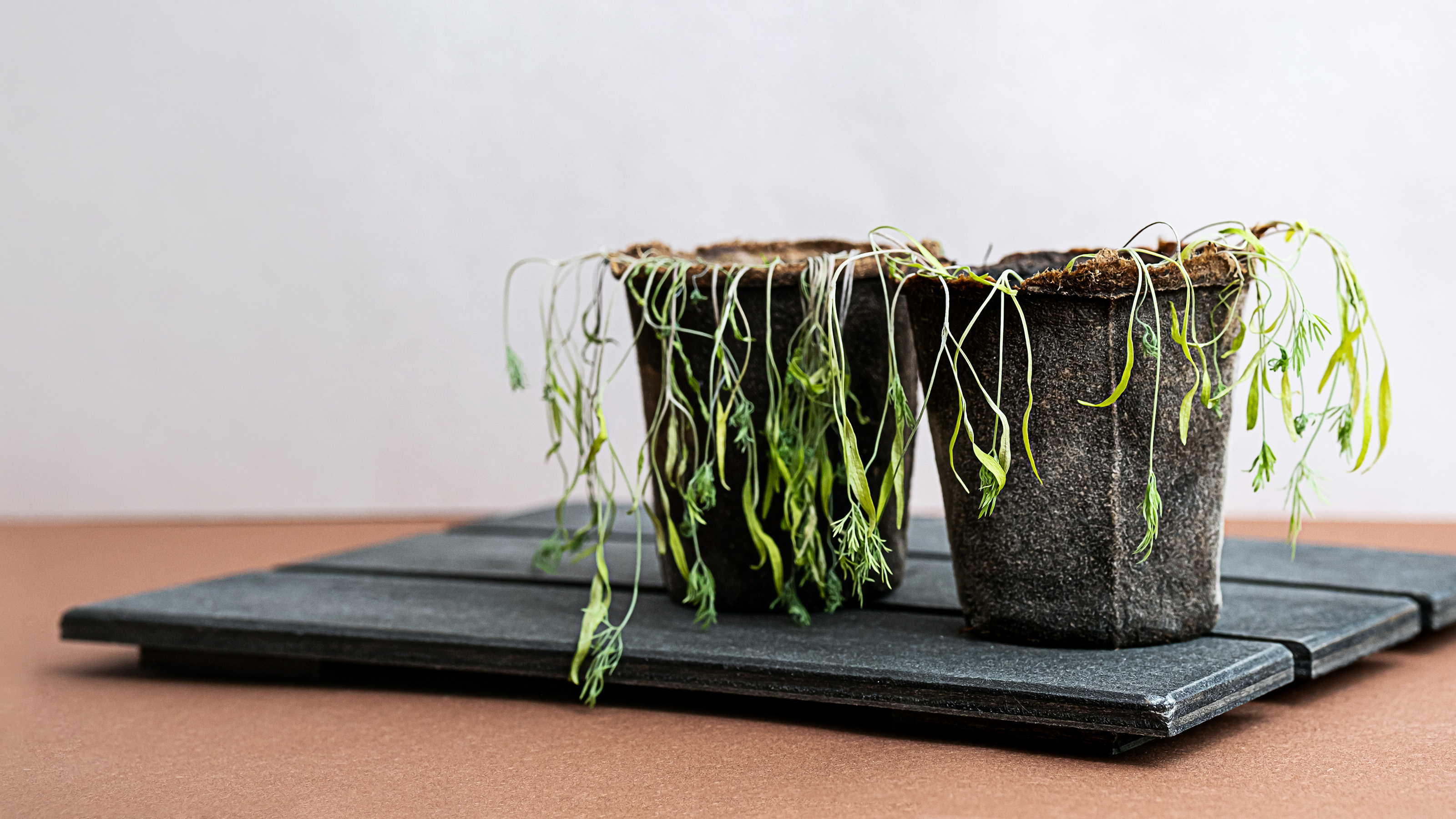 two pots of withered dill seedlings