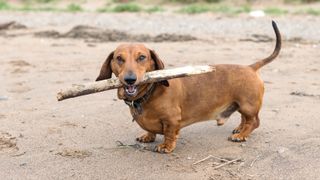 Dachshund holding stick on the beach