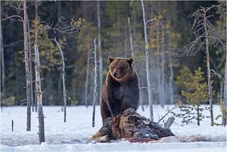 A brown bear guarding the kill