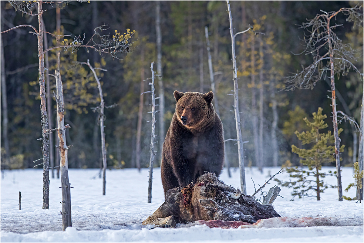 A brown bear guarding the kill