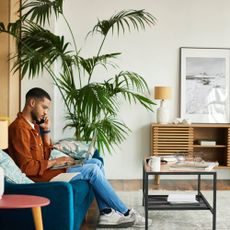 Tall houseplant in living room