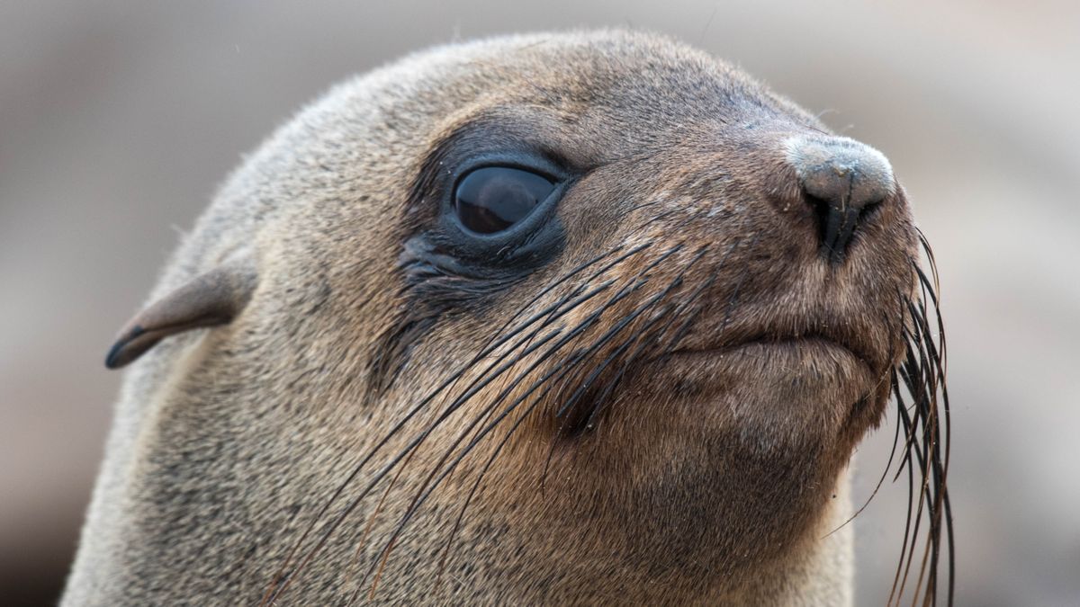 Watch angry seal remind tourist why visitors should respect wildlife on ...