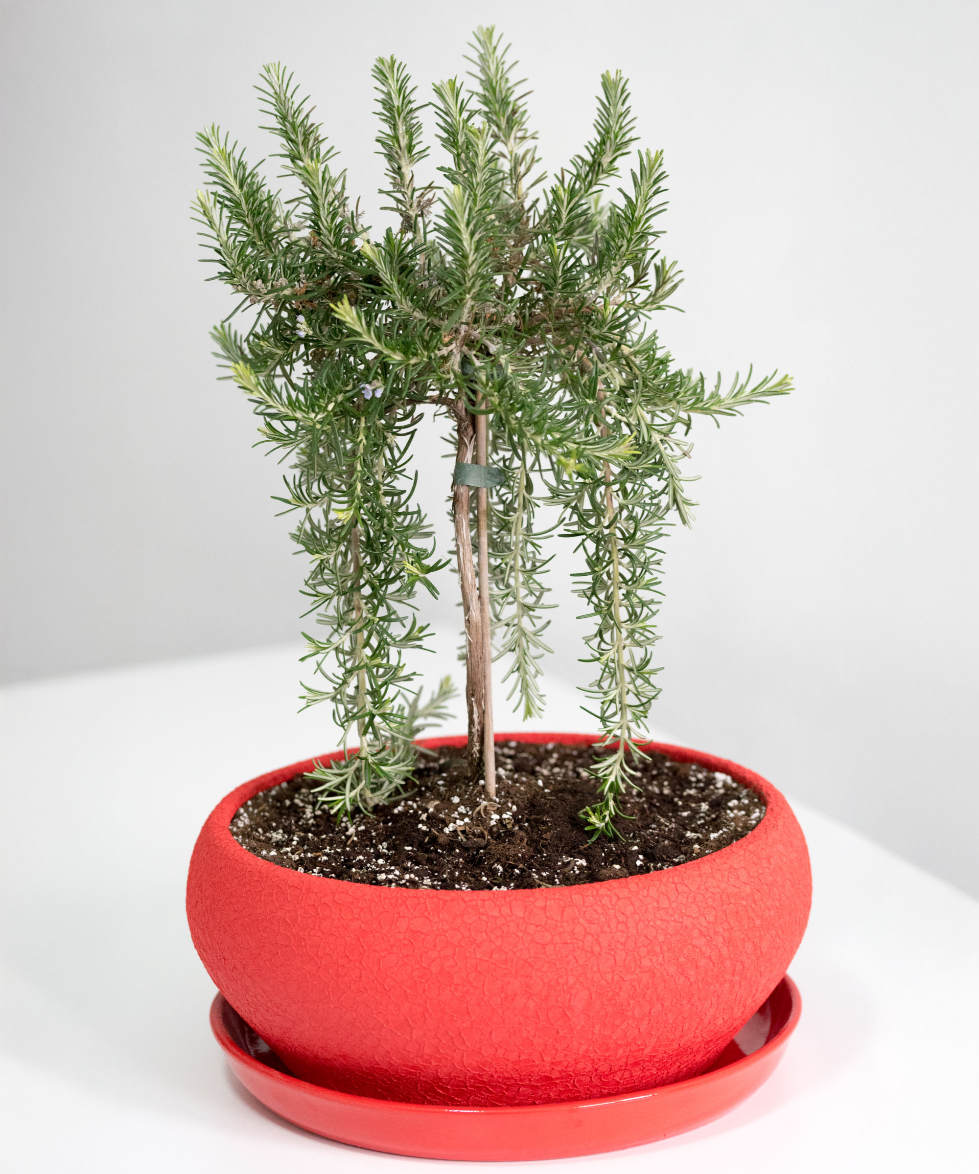 rosemary bonsai in a red pot