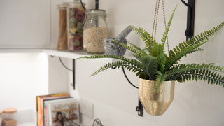 Kitchen with hanging plant