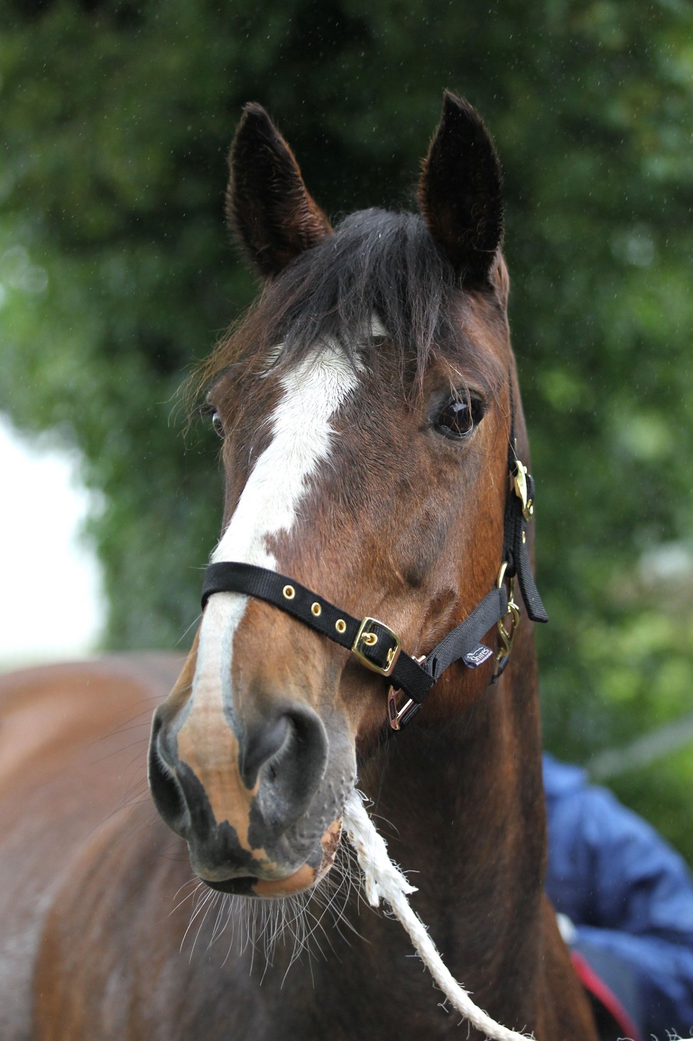 Horse Trust Burnie