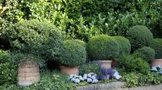 Topiary balls in terracotta pots, situated in a planting border during summer